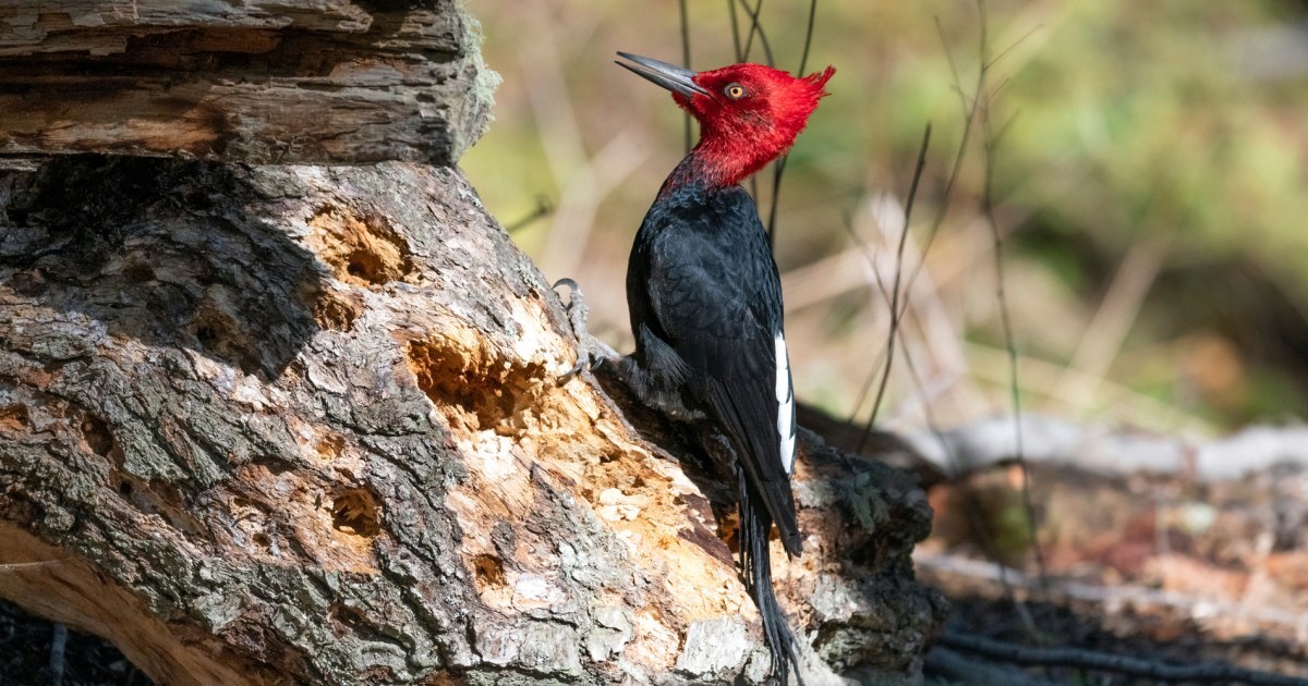 Hantavirus Scare Can't Deter Bird Lovers