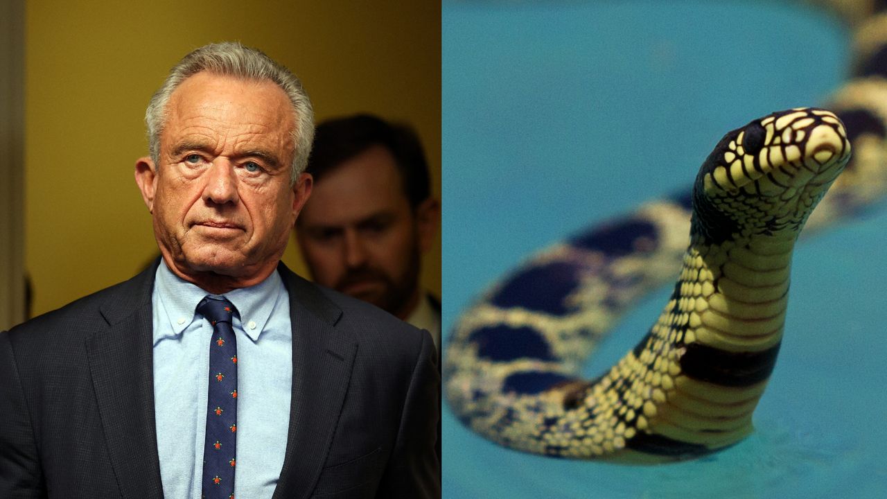 תקרית בריכת הנחשים הפרועה של RFK ג'וניור